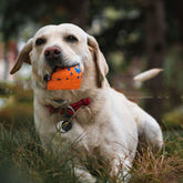 Muffy chew-resistant burst ball dog toy in burnt orange, 7cm, designed for durability and safe play for dogs.